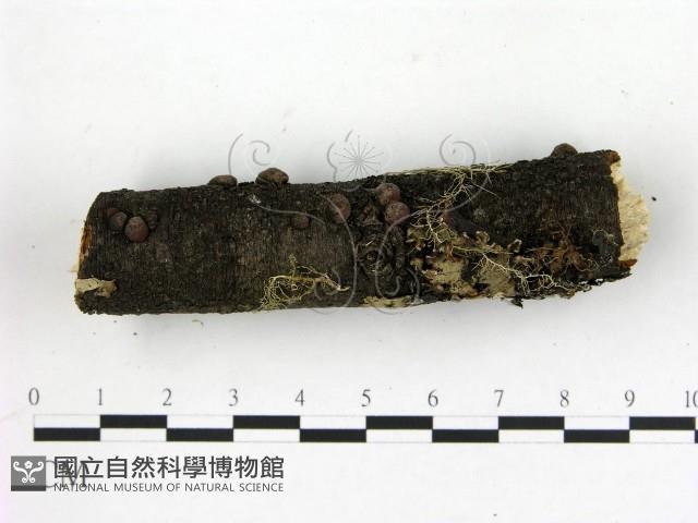 登錄號:F0012237藏品圖，第3張