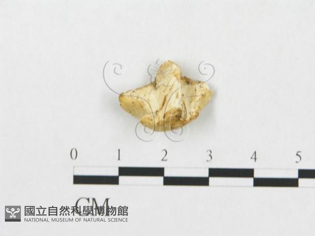 登錄號:F0007237藏品圖，第3張