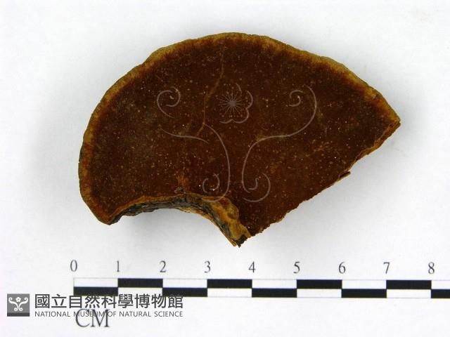 登錄號:F0017237藏品圖，第1張