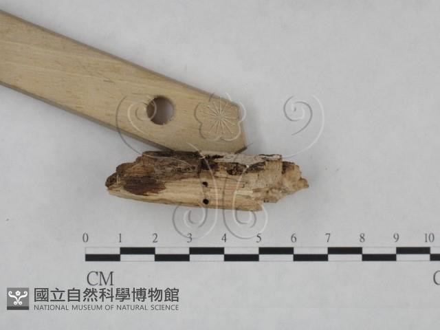 登錄號:F0025237藏品圖，第3張
