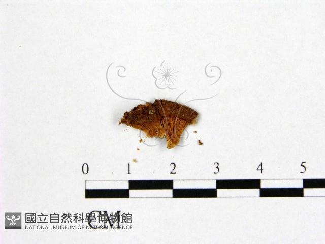 登錄號:F0005237藏品圖，第3張