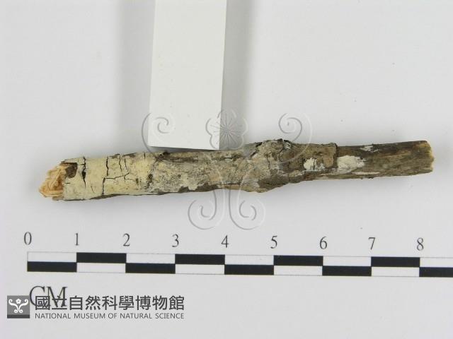 登錄號:F0015237藏品圖，第4張