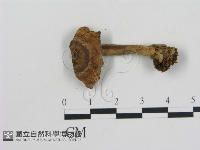 登錄號:F0003237藏品圖，第3張