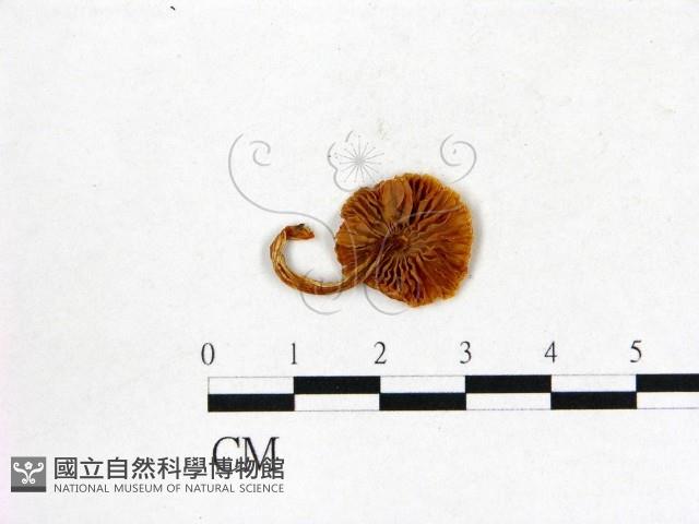 登錄號:F0013237藏品圖，第3張