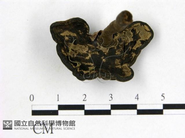 登錄號:F0018837藏品圖，第3張