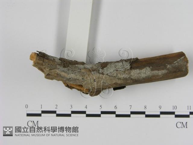 館號:F0020837藏品圖，第3張