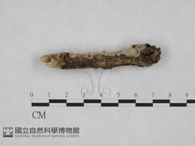 剛毛絲皮菌藏品圖，第3張