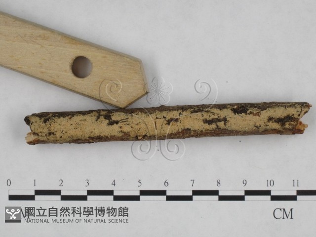 登錄號:F0024837藏品圖，第3張