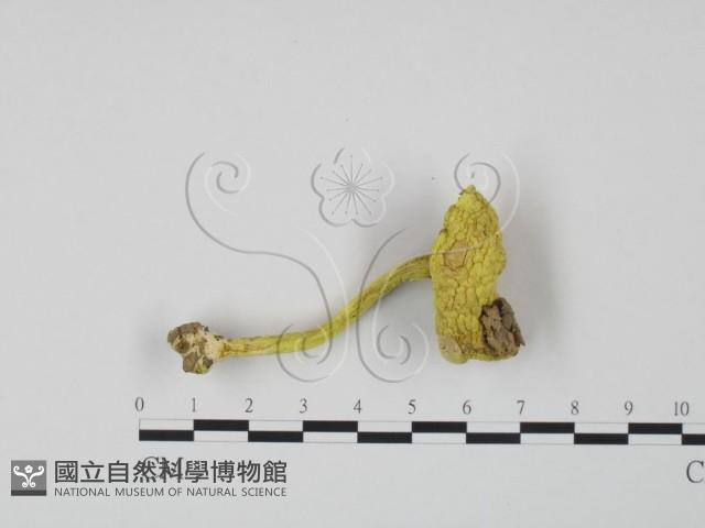 登錄號:F0004837藏品圖，第3張