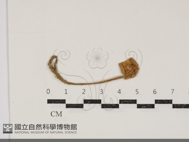 登錄號:F0034837藏品圖，第3張