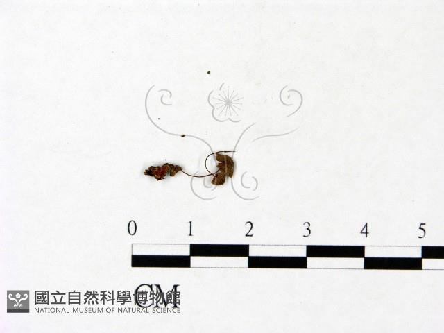 登錄號:F0022837藏品圖，第3張