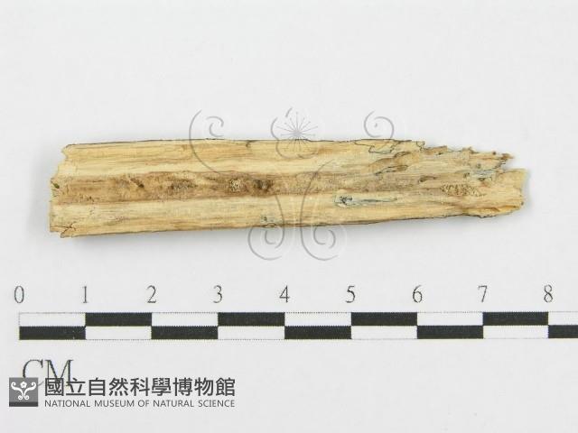 筍殼菌屬藏品圖，第3張