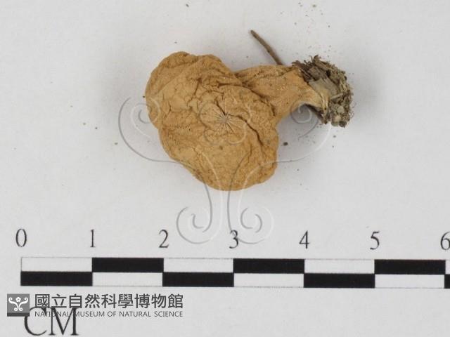 登錄號:F0025837藏品圖，第3張