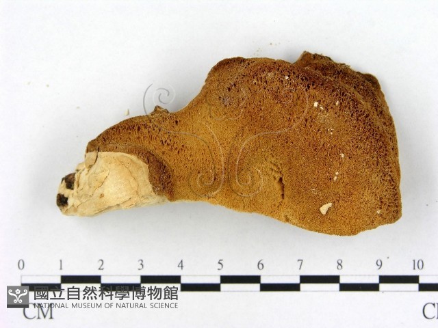 登錄號:F0005837藏品圖，第3張