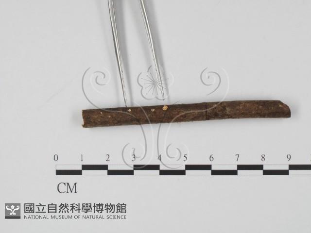 登錄號:F0009837藏品圖，第3張