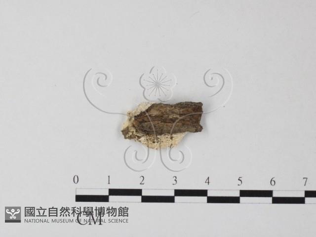 登錄號:F0023837藏品圖，第3張