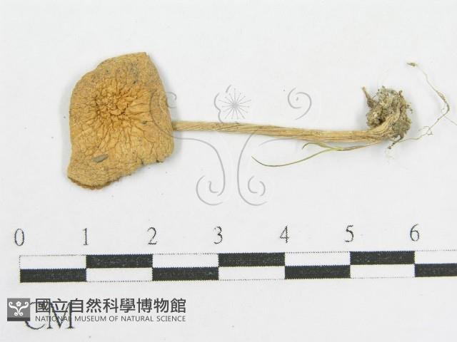 登錄號:F0003837藏品圖，第3張