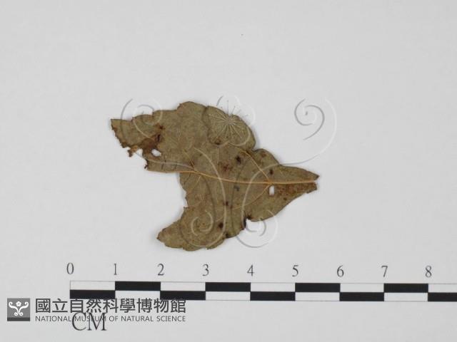 登錄號:F0018937藏品圖，第3張