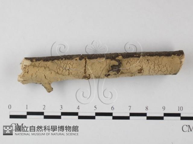 登錄號:F0000937藏品圖，第3張