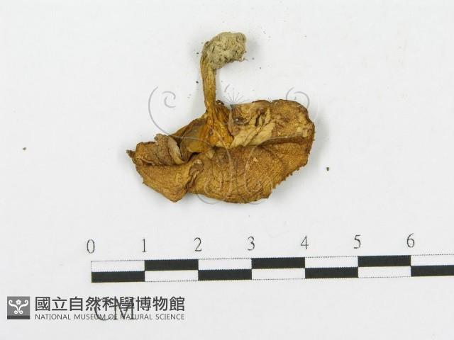 登錄號:F0010937藏品圖，第3張