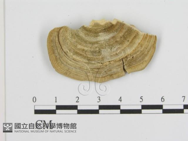 登錄號:F0006937藏品圖，第3張