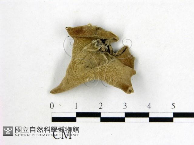 毛木耳藏品圖，第3張