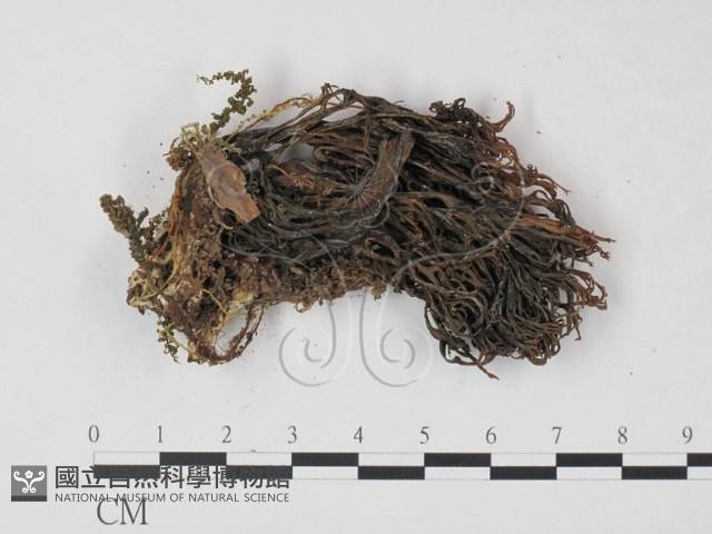 登錄號:F0021937藏品圖，第3張