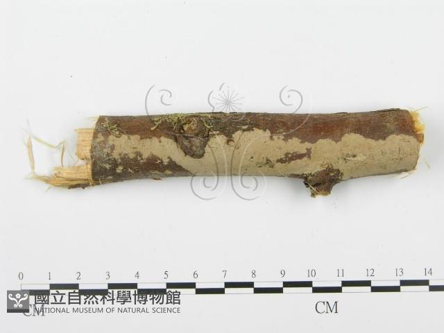 登錄號:F0001937藏品圖，第3張