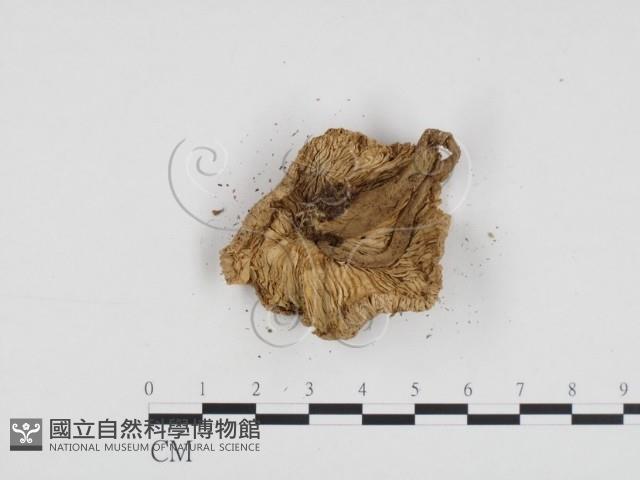 登錄號:F0004937藏品圖，第1張