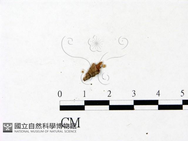 登錄號:F0022937藏品圖，第3張