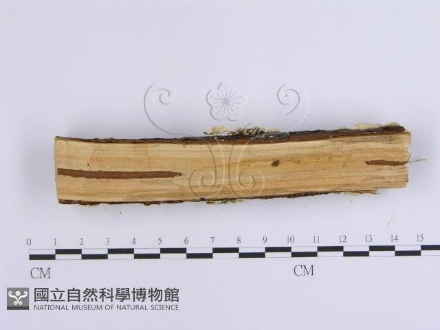 登錄號:F0002937藏品圖，第3張