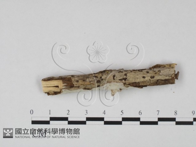 登錄號:F0007937藏品圖，第3張