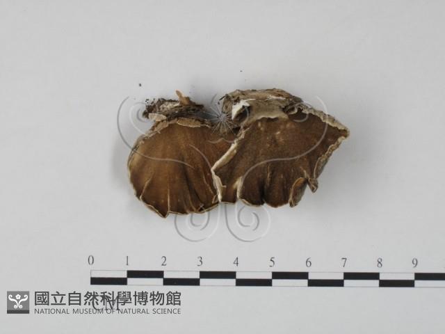 雲芝藏品圖，第3張