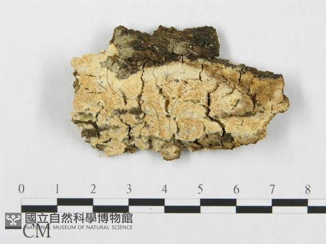 登錄號:F0019937藏品圖，第1張