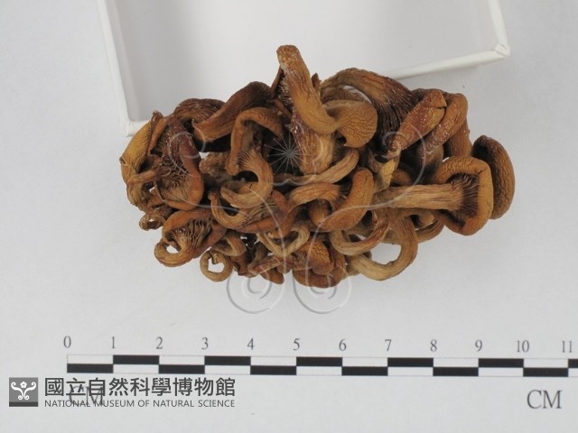 登錄號:F0023937藏品圖，第3張