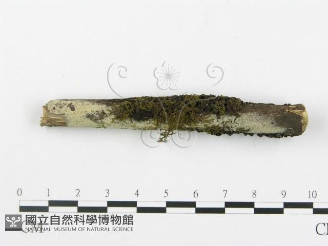 登錄號:F0003937藏品圖，第3張