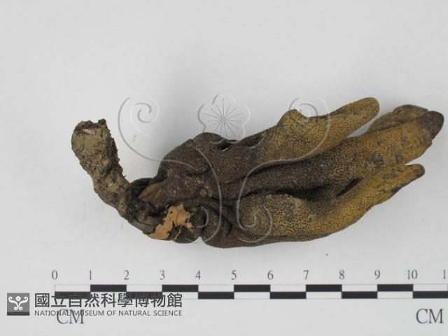 炭角菌屬藏品圖，第3張
