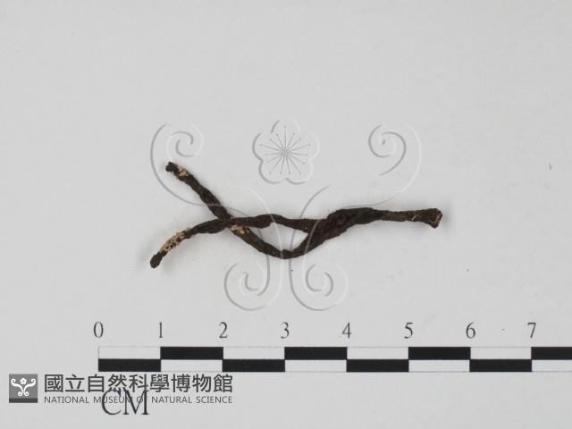 登錄號:F0000637藏品圖，第3張