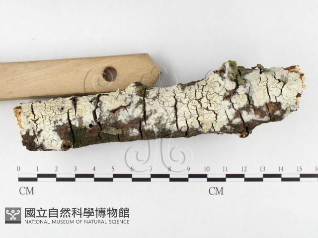 登錄號:F0026637藏品圖，第3張
