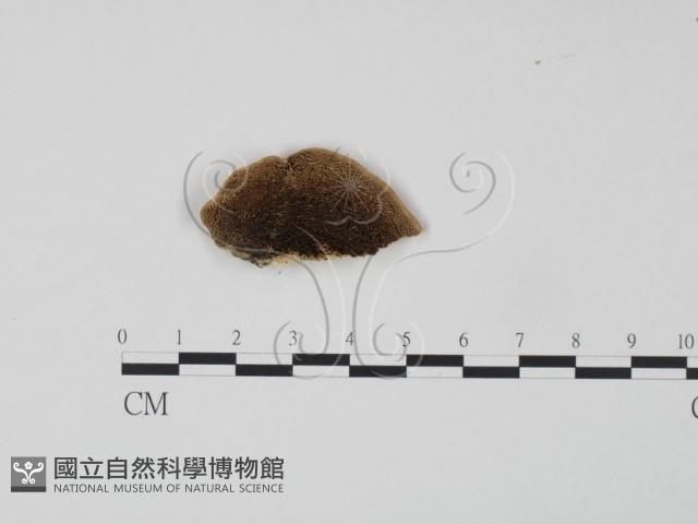 登錄號:F0006637藏品圖，第3張