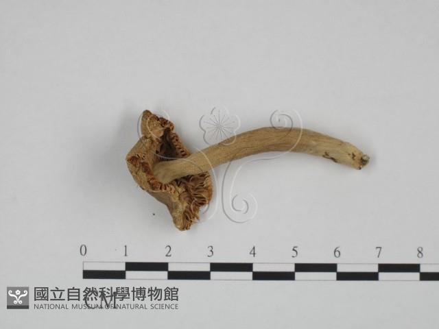 登錄號:F0024637藏品圖，第3張