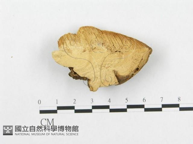 登錄號:F0004637藏品圖，第3張