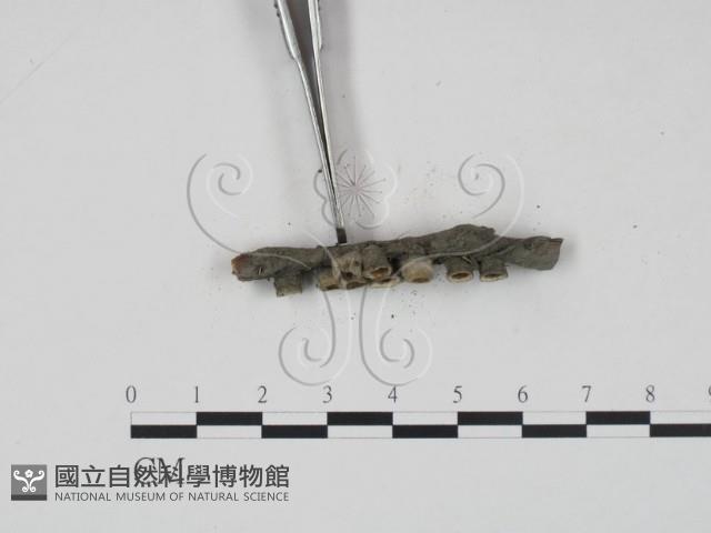 登錄號:F0002637藏品圖，第3張