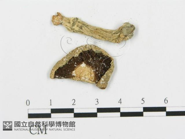 四孢蘑菇藏品圖，第3張