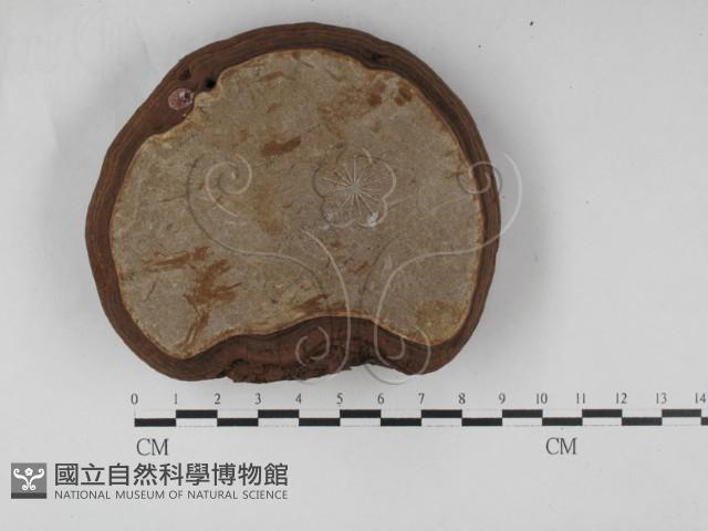 靈芝屬藏品圖，第3張