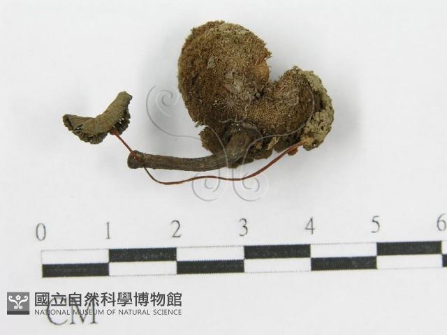 登錄號:F0007637藏品圖，第3張