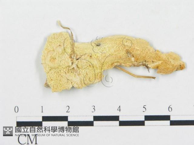 登錄號:F0017637藏品圖，第1張