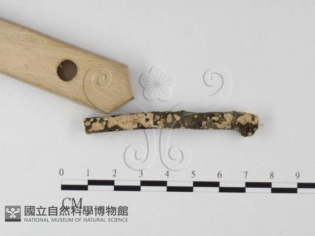 登錄號:F0025637藏品圖，第3張