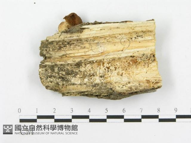 糙皮側耳藏品圖，第3張