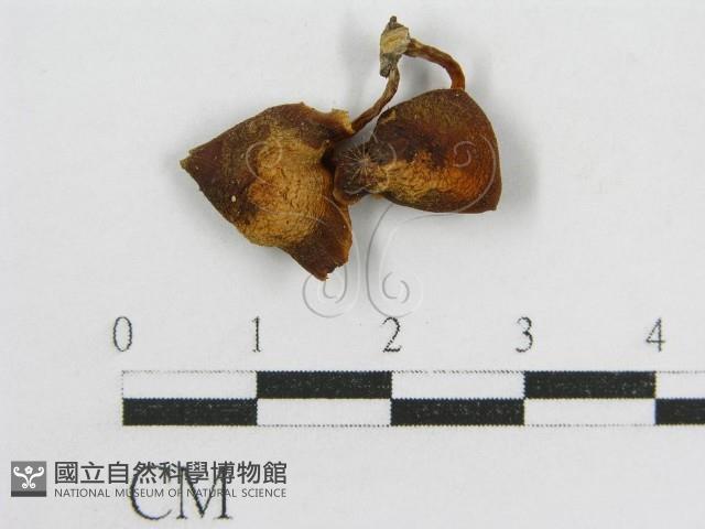 登錄號:F0015637藏品圖，第3張